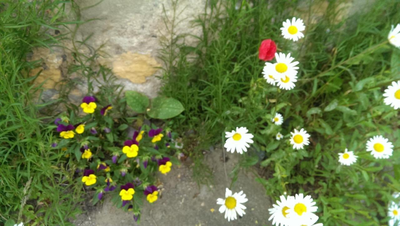 Ein Platz Fuer Ruhe Und Naturgenuss 赛博尼茨 外观 照片